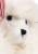 Pluszowy-piesek-pudelek-Spitz-Puppy-Konges-Slojd.jpg