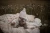 Rajstopy-z-szelkami-Silly-Silas-Hippy-Cocoa-Blend.webp