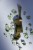 Copy of Grannys_green_04.jpg